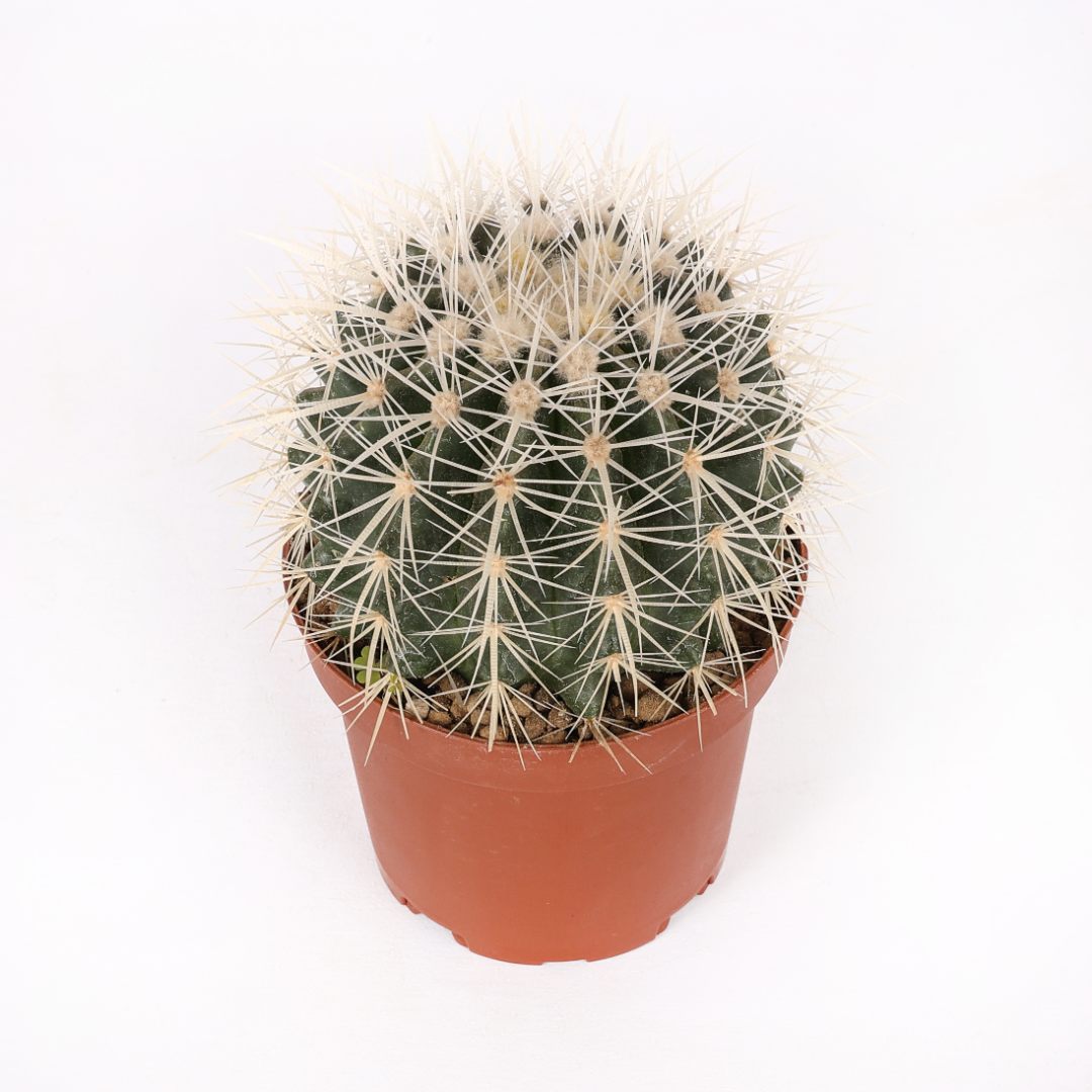 Echinocactus grusonii alba Ø 12 cm