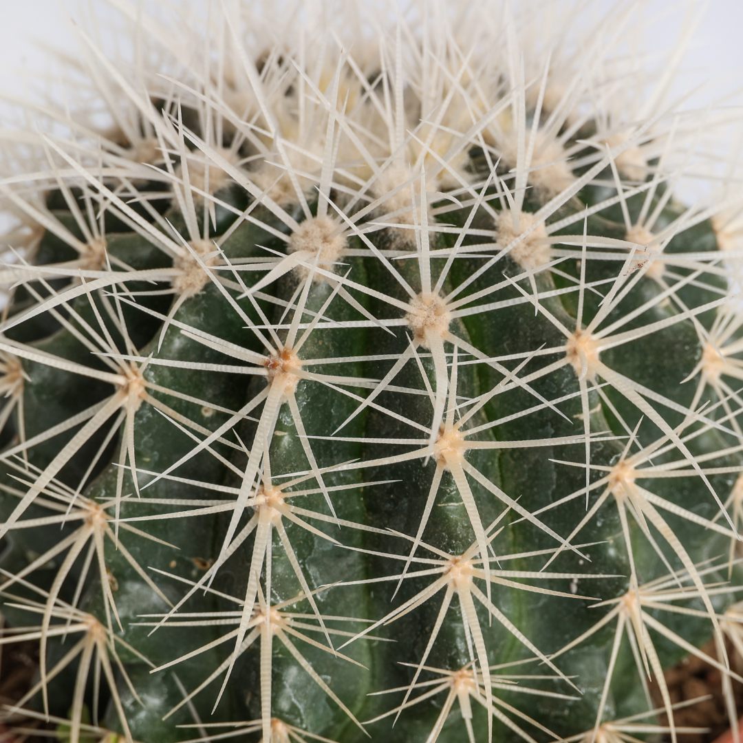 Echinocactus grusonii alba Ø 12 cm