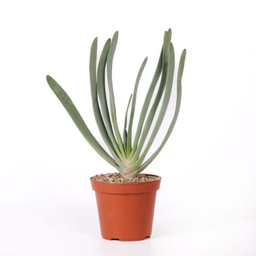 Aloe plicatilis Ø 14 cm