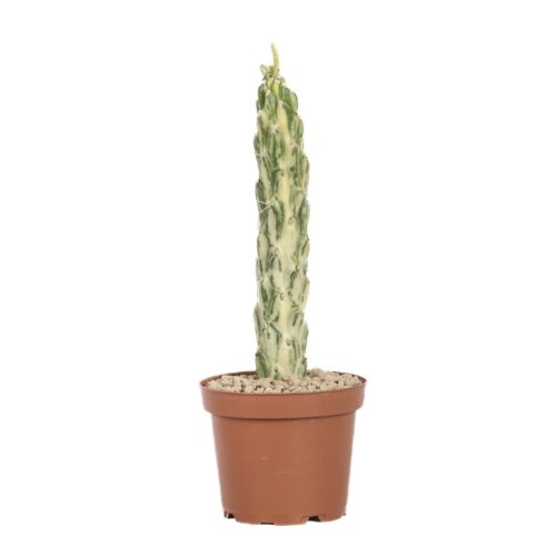 Opuntia subulata variegata Ø 12 cm