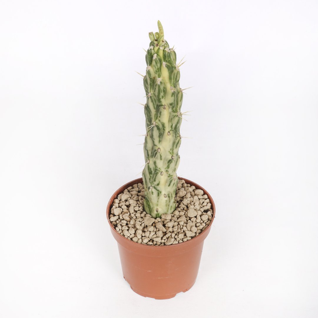 Opuntia subulata variegata Ø 12 cm