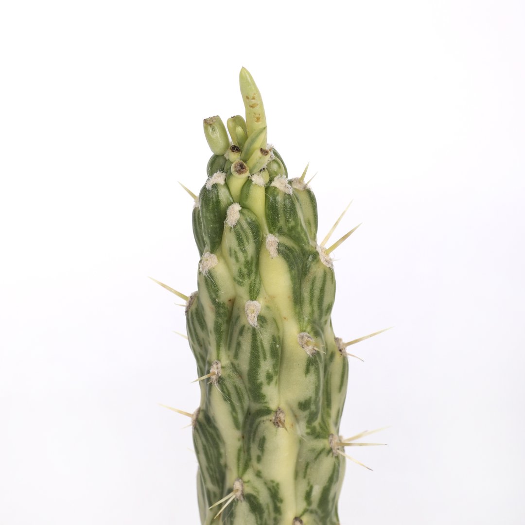 Opuntia subulata variegata Ø 12 cm