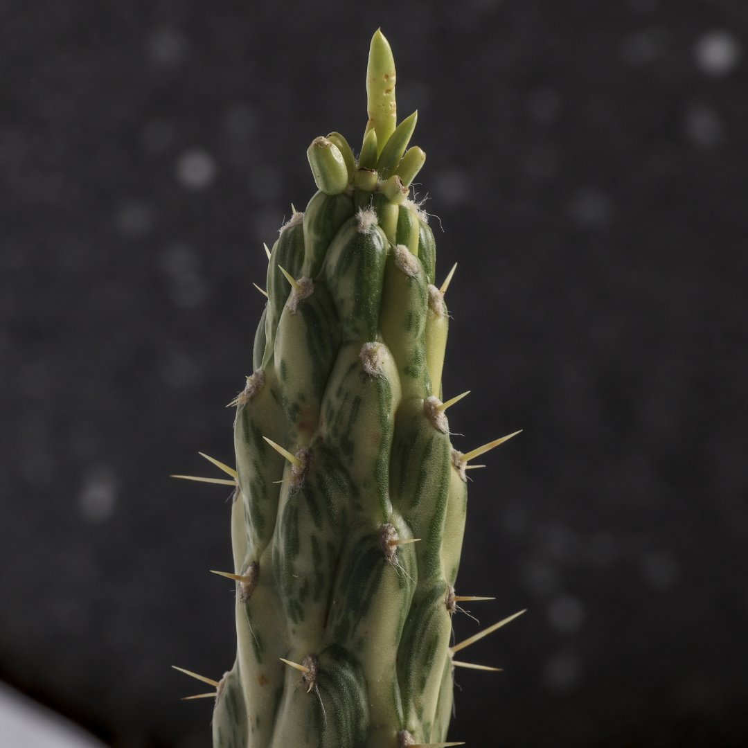 Opuntia subulata variegata Ø 12 cm