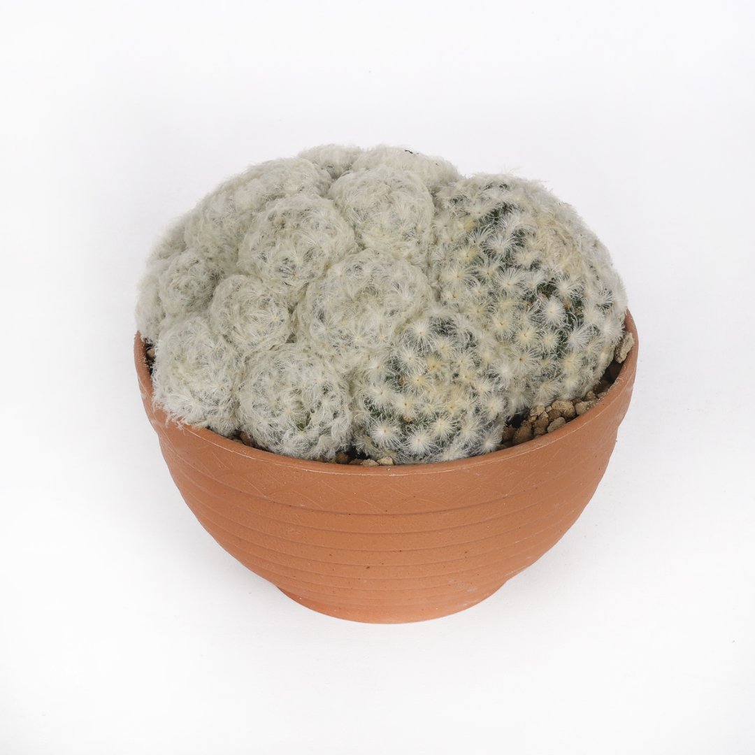 Mammillaria plumosa Ø 17 cm