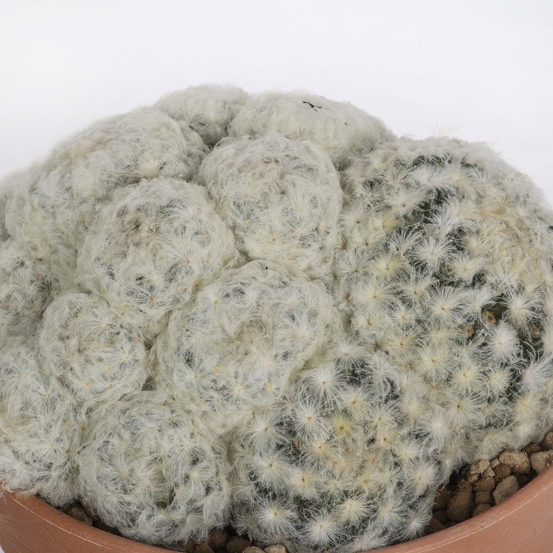 Mammillaria plumosa Ø 17 cm