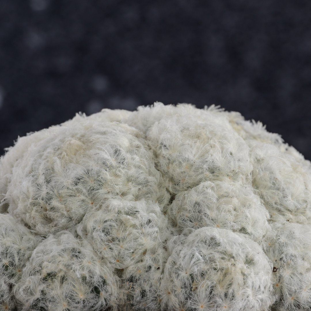 Mammillaria plumosa Ø 17 cm