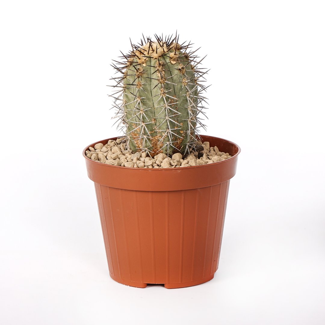 Copiapoa calderana Ø 12 cm