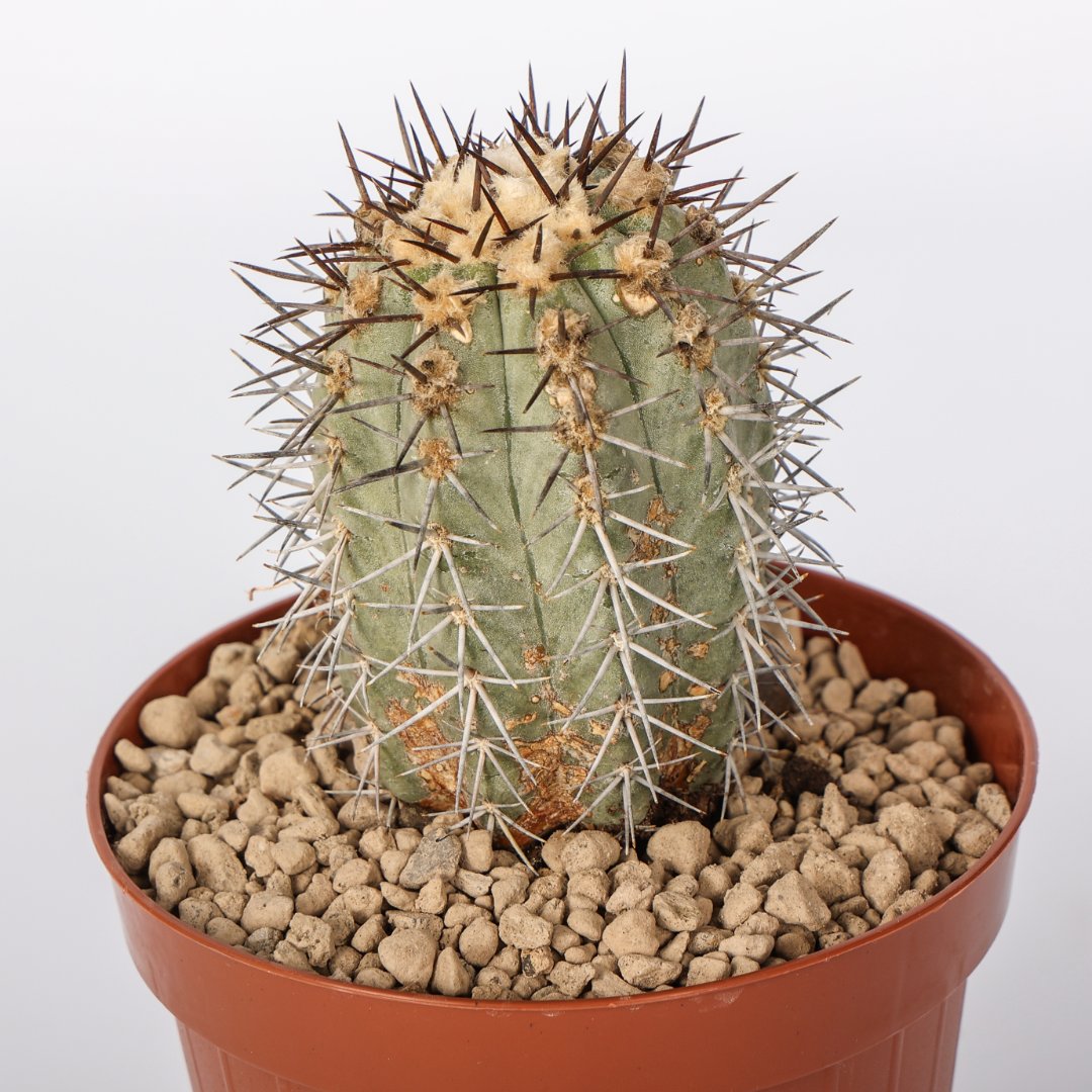 Copiapoa calderana Ø 12 cm