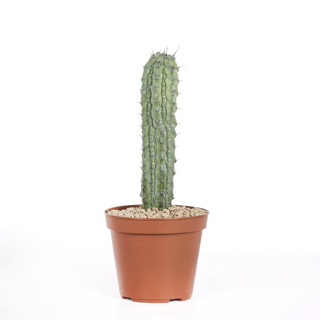 Myrtillocactus geometrizans Grecas Ø 12 cm