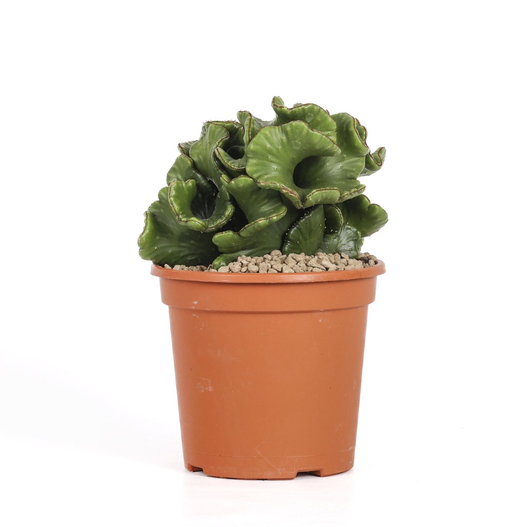 Euphorbia leucodendron cristata Ø 17 cm