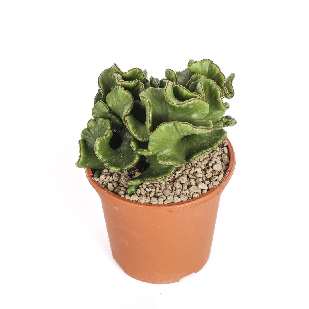 Euphorbia leucodendron cristata Ø 17 cm