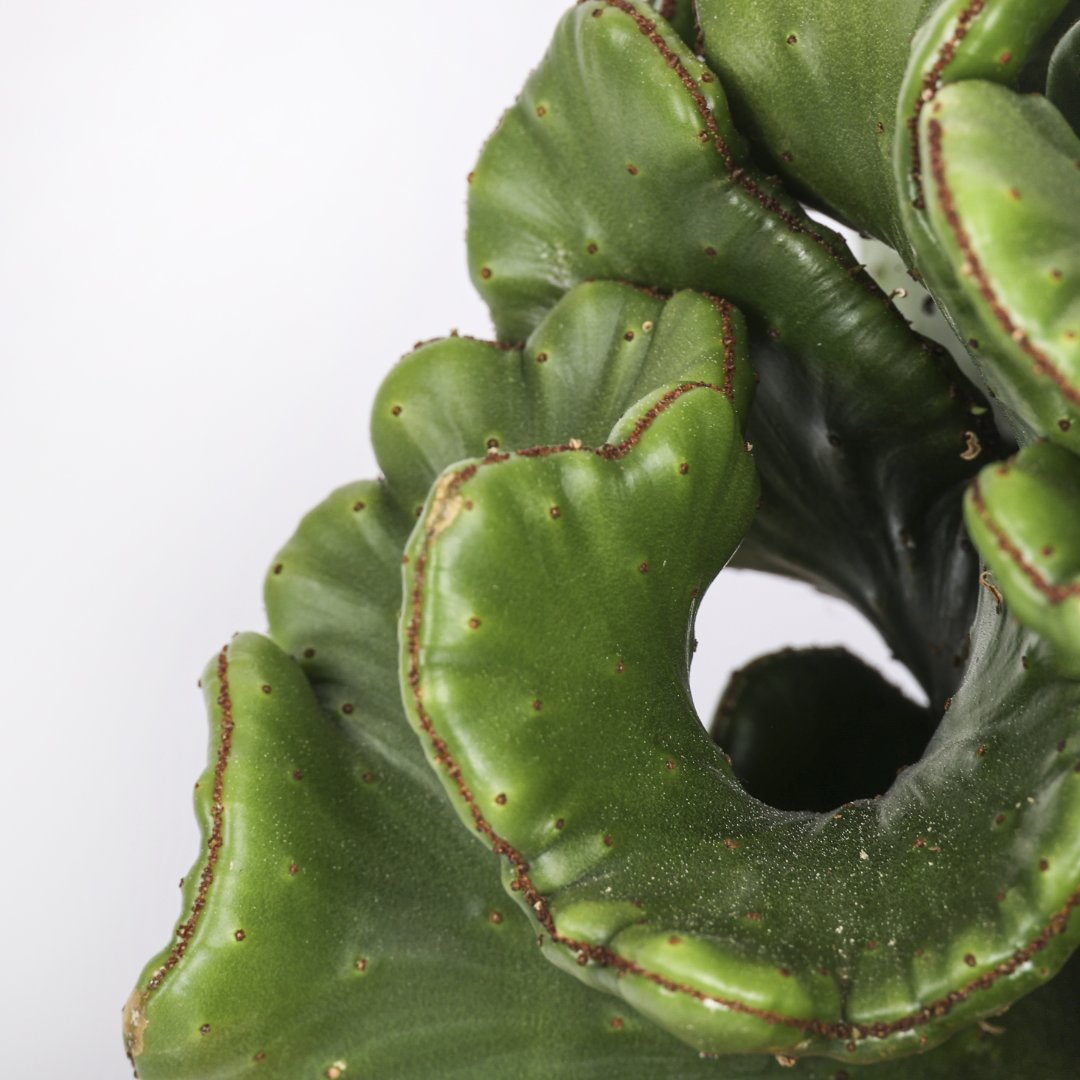 Euphorbia leucodendron cristata Ø 17 cm