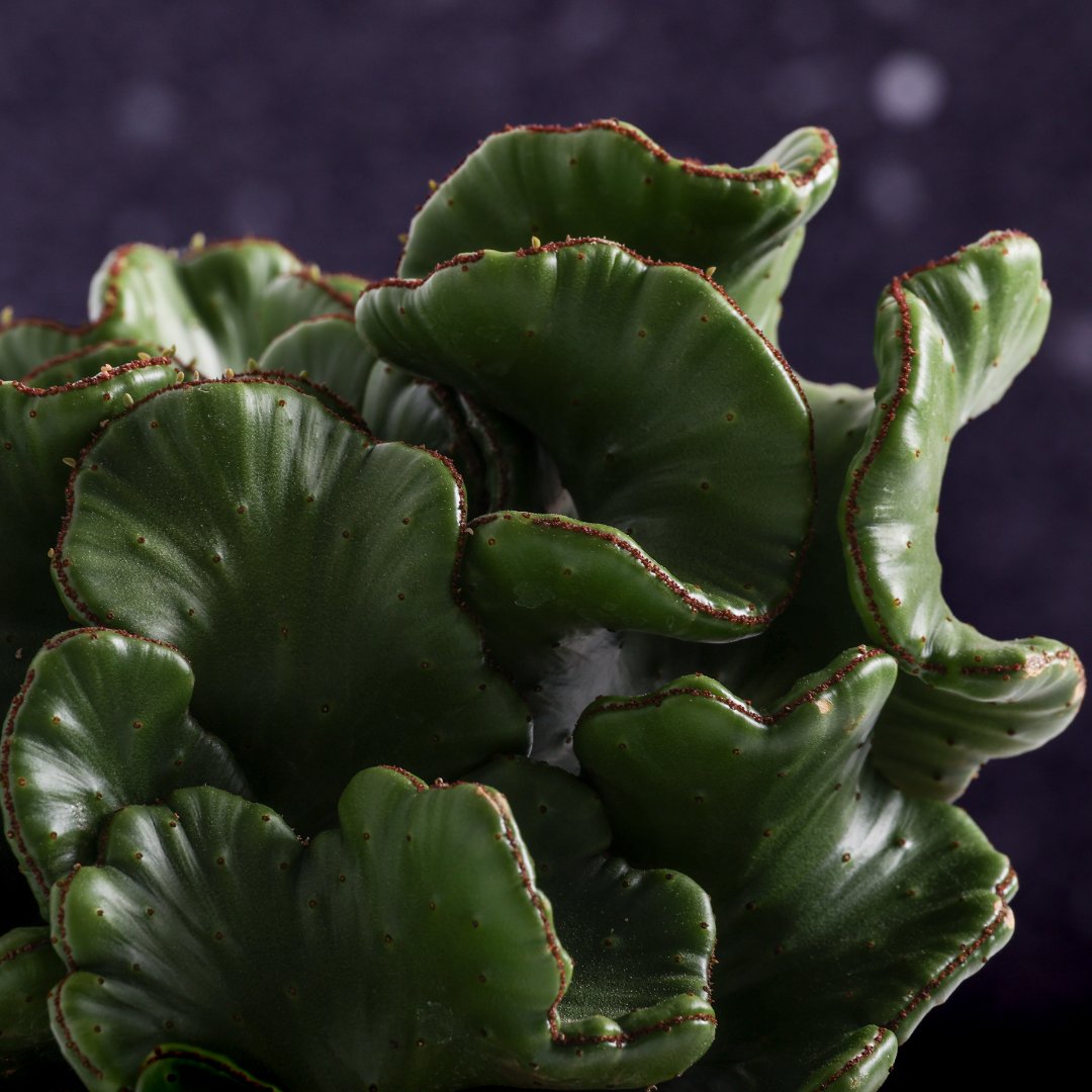 Euphorbia leucodendron cristata Ø 17 cm