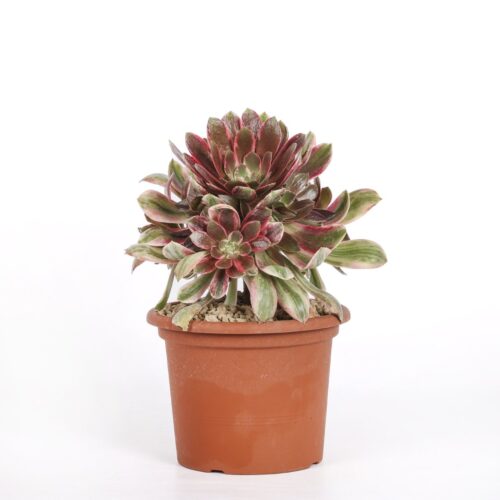Aeonium Wun Sha Ø 17 cm