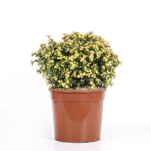 Portulacaria afra lemon Ø 25 cm