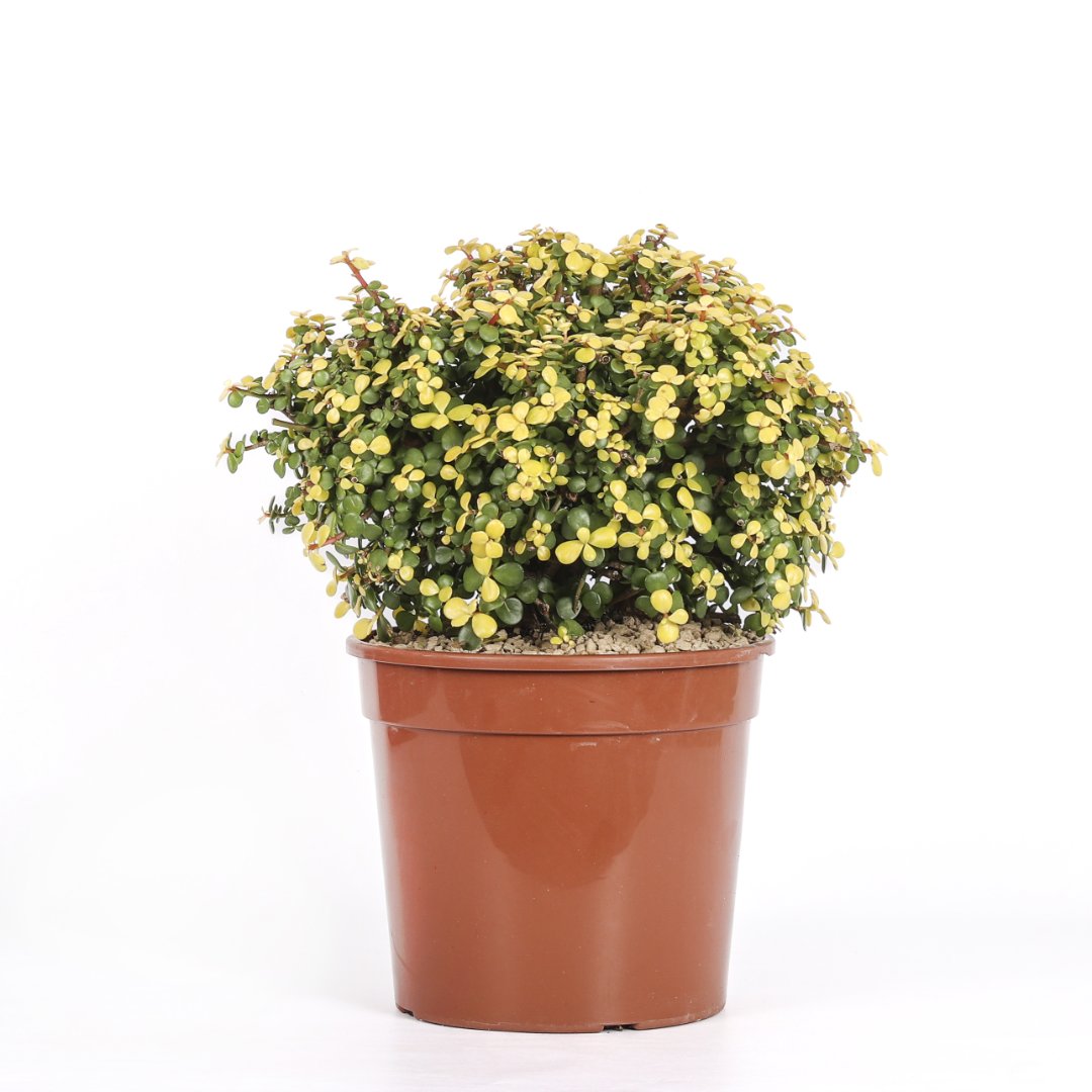 Portulacaria afra lemon Ø 25 cm