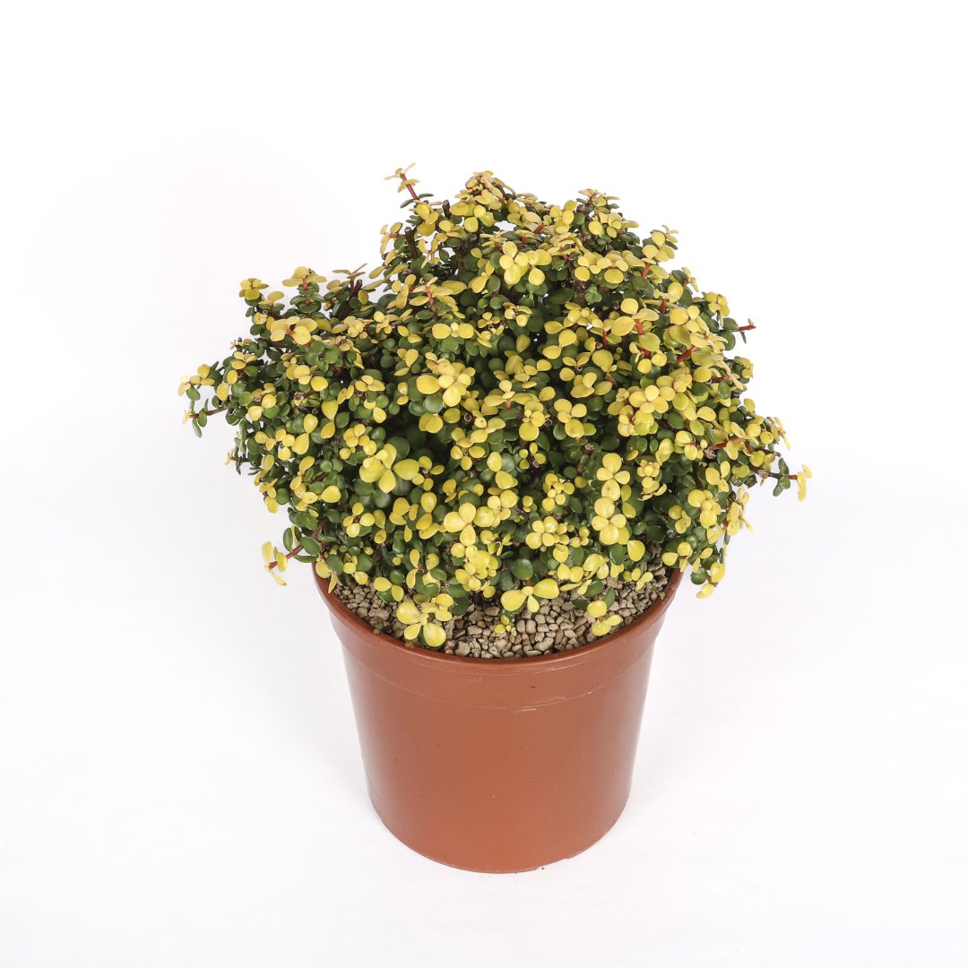 Portulacaria afra lemon Ø 25 cm
