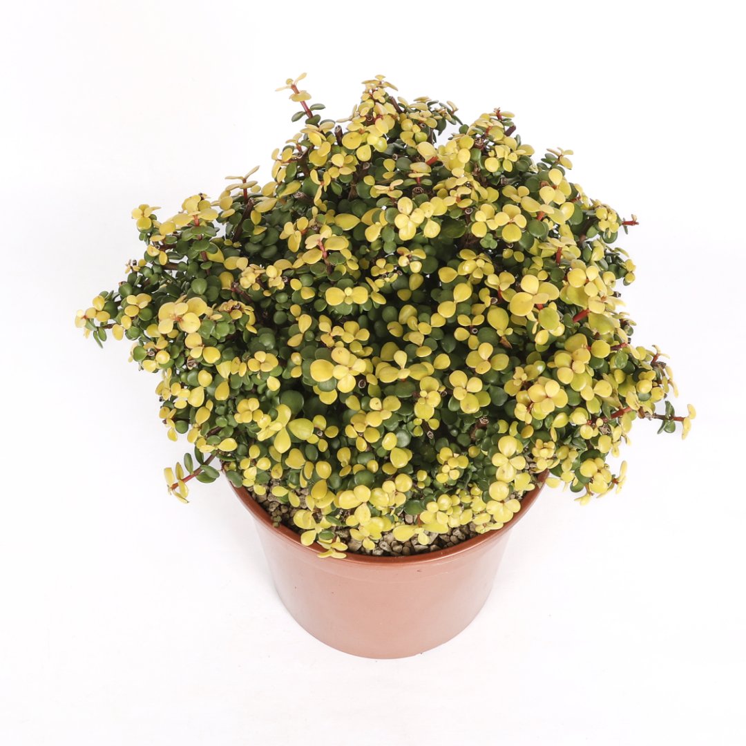 Portulacaria afra lemon Ø 25 cm