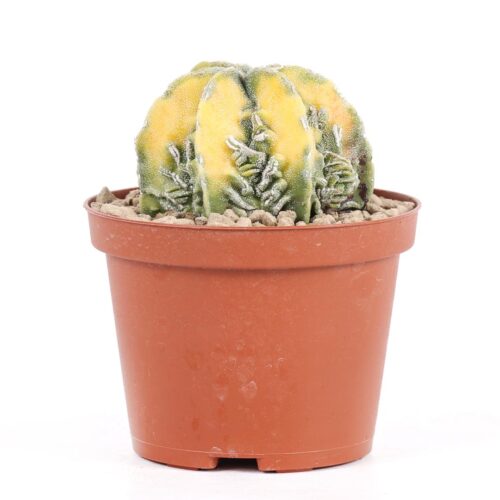 Astrophytum myriostigma haku-jo variegato Ø 10,5