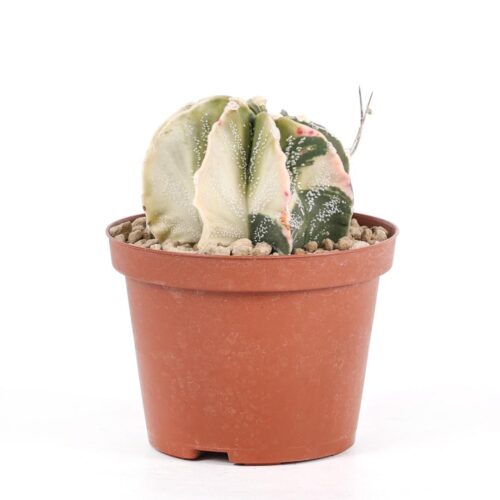 Astrophytum capricorne variegato Ø 10,5