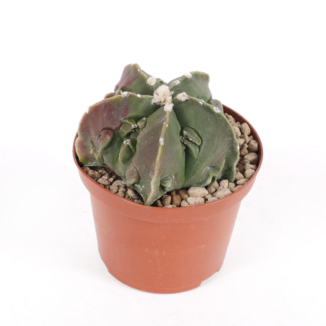 Astrophytum myriostigma fukuryu nudum Ø 10,5