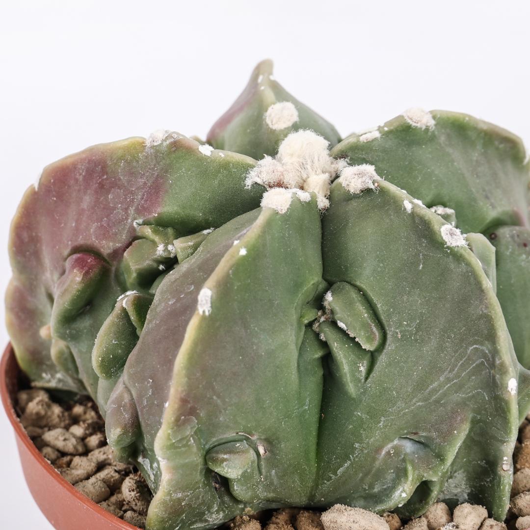 Astrophytum myriostigma fukuryu nudum  10,5 cm - 1565F