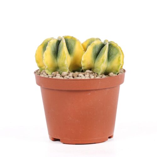 Astrophytum myriostigma variegato Ø 10,5