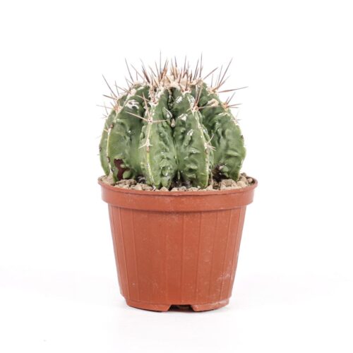 Astrophytum ornatum x fukuryu Ø 10,5