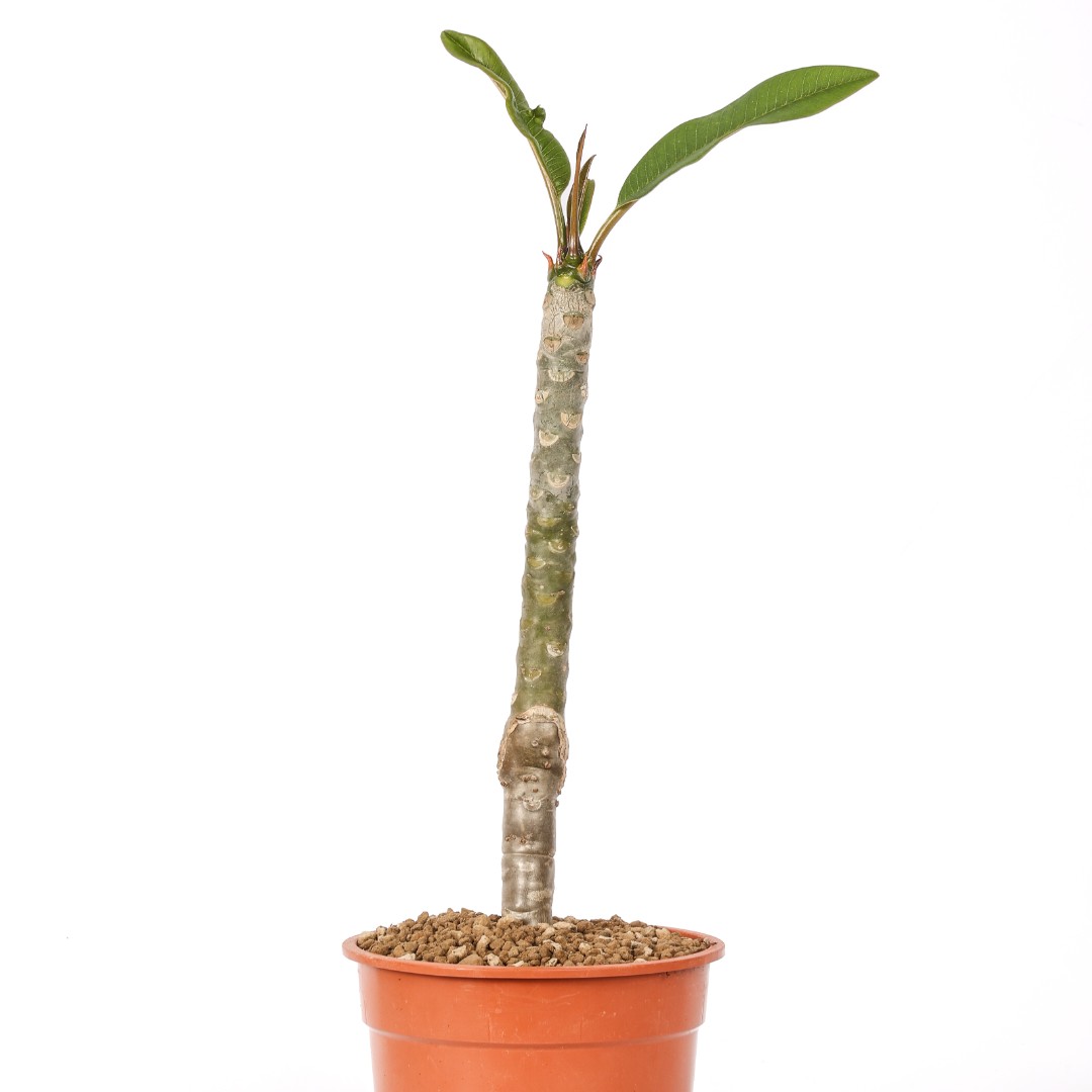 Plumeria 'Sao Pantrum' Ø 17 cm