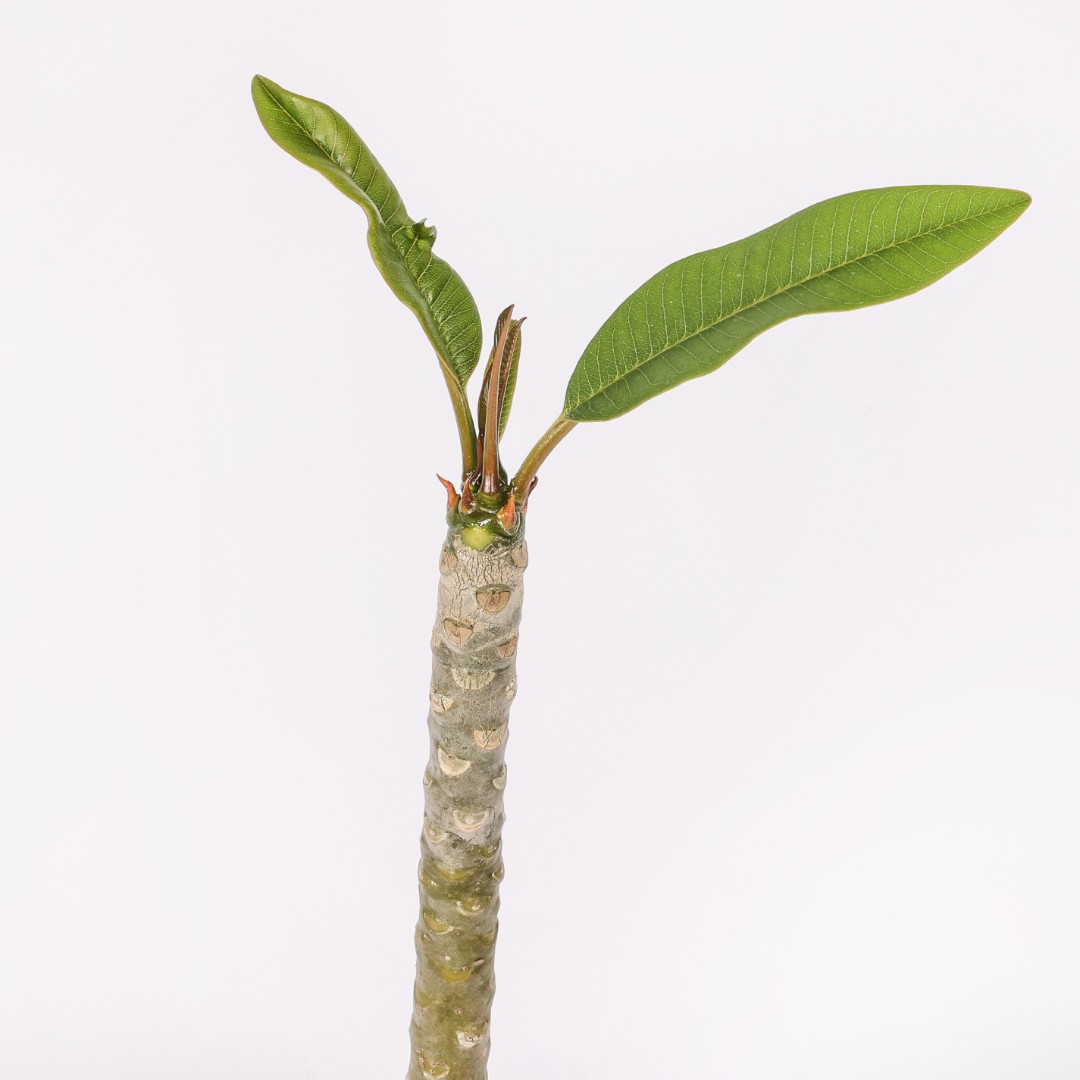 Plumeria 'Sao Pantrum' Ø 17 cm