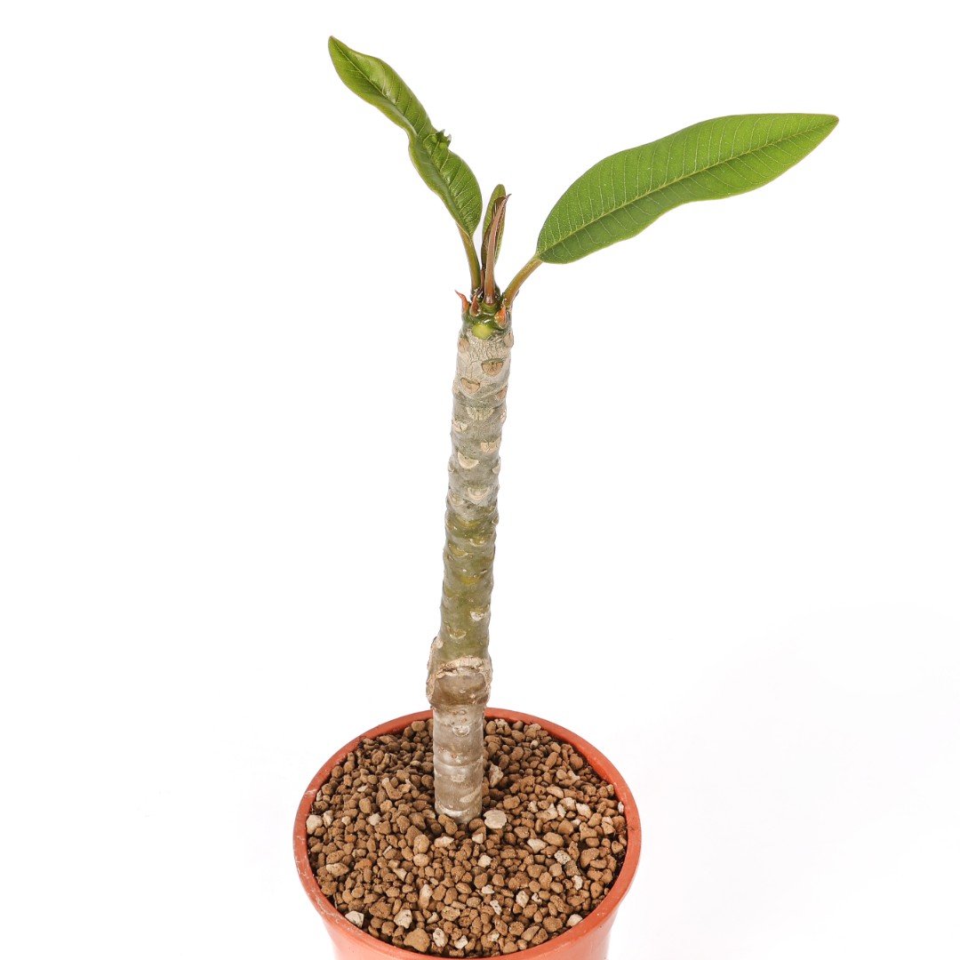 Plumeria 'Sao Pantrum' Ø 17 cm