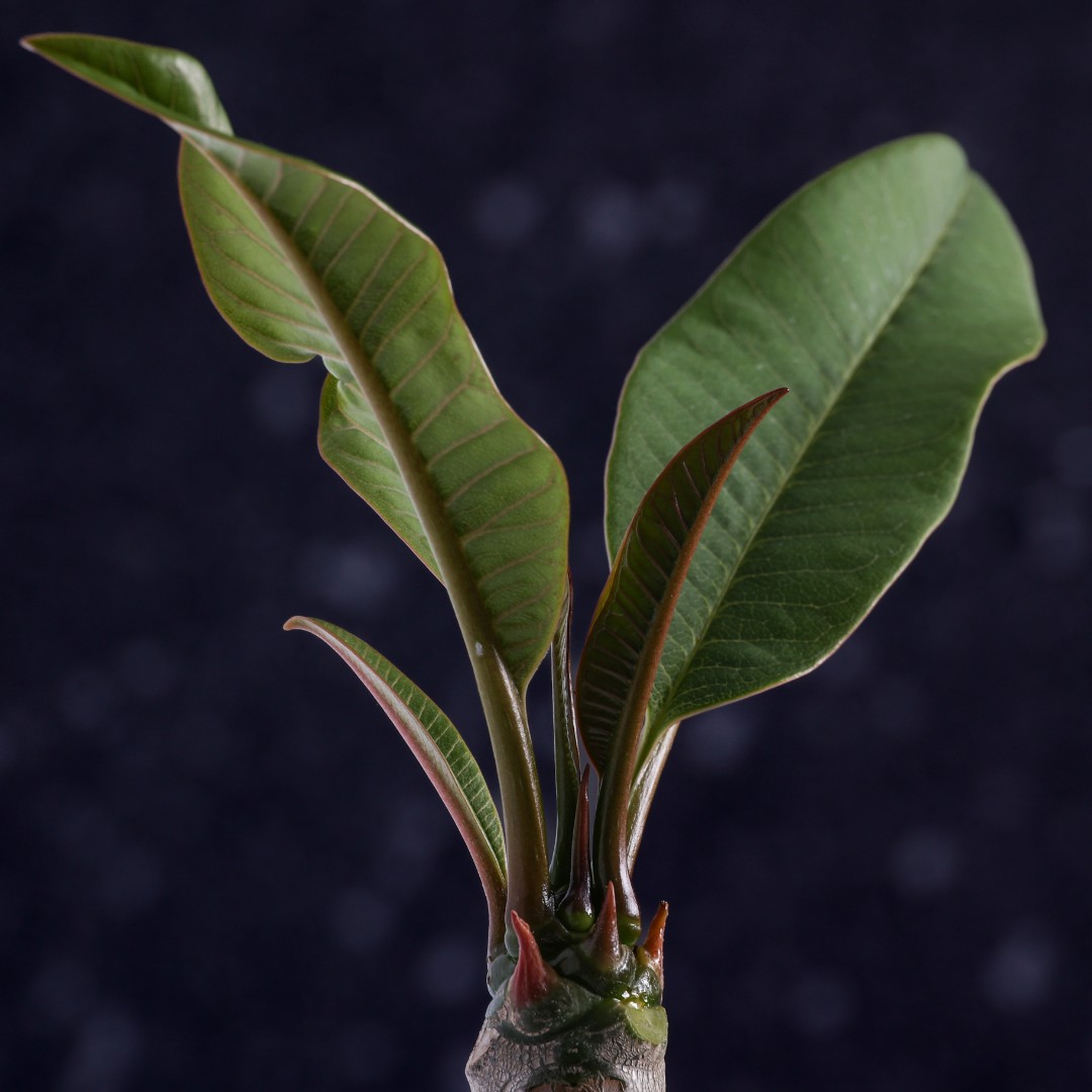 Plumeria 'Sao Pantrum' Ø 17 cm