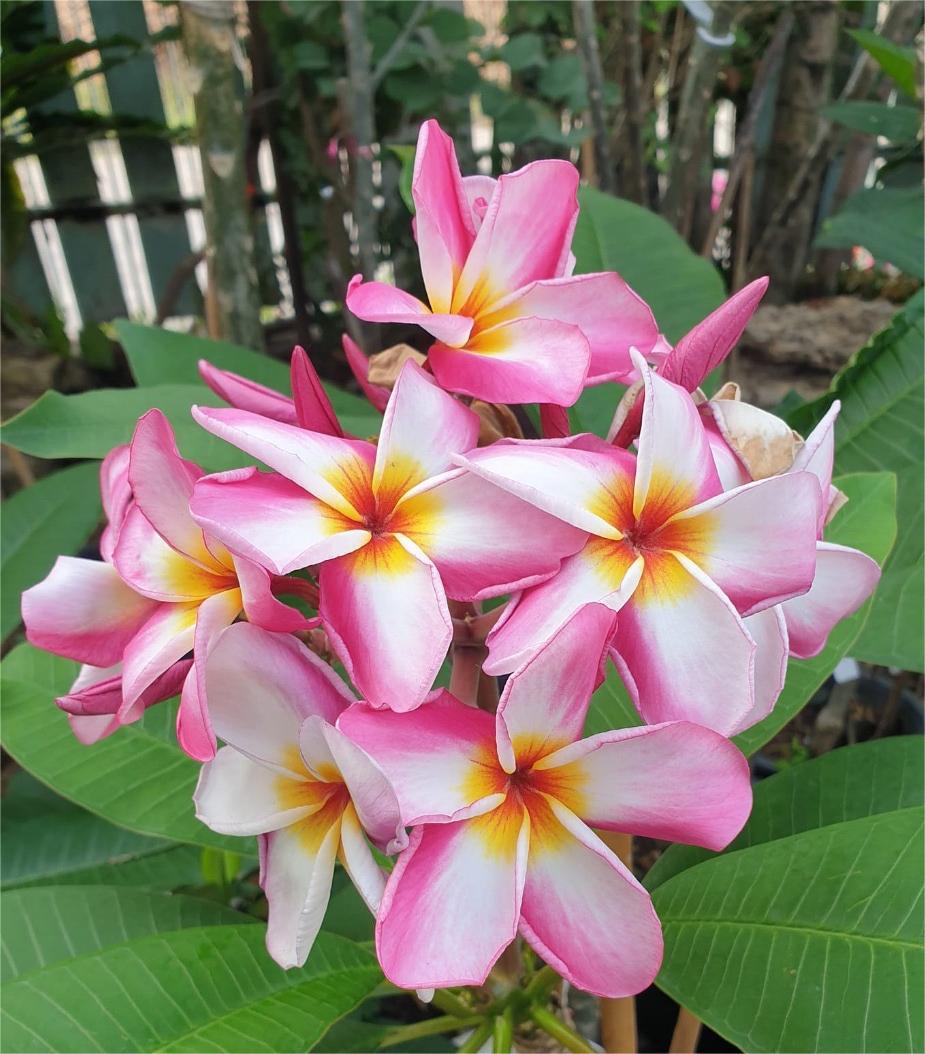 Plumeria 'Sao Pantrum' Ø 17 cm - Image 6