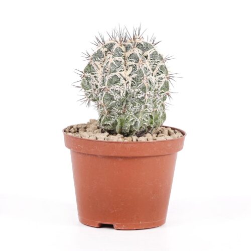 Astrophytum ornatum x fukuryu hannya Ø 10,5