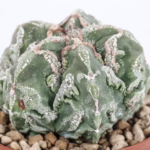 Astrophytum myriostigma fukuryu Ø 10,5