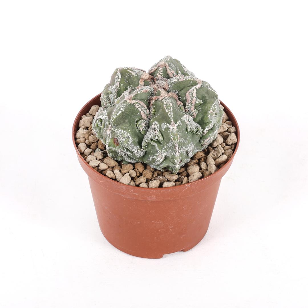 Astrophytum myriostigma fukuryu Ø 10,5