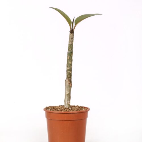 Plumeria 'Wasithee Red' Ø 17 cm