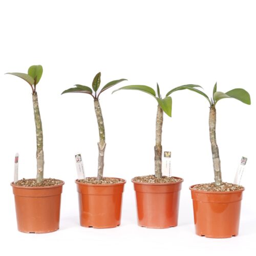 Set of 4 collector's Plumeria (Frangipani) plants Ø 17 cm