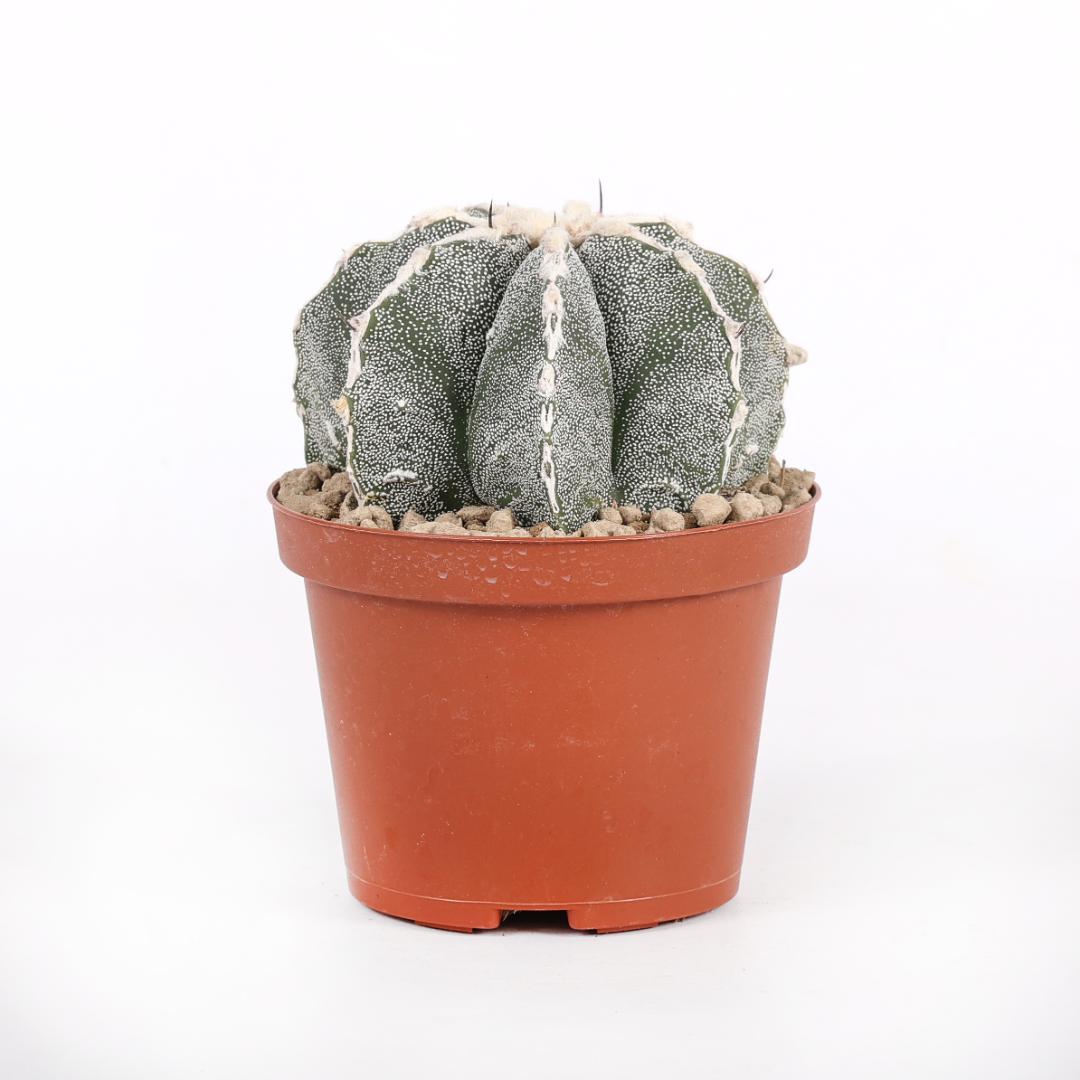 Astrophytum myriostigma x ornatum Ø 10,5