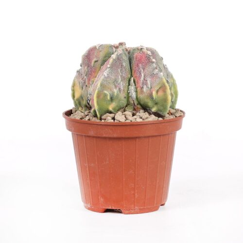 Astrophytum myriostigma fukuryu variegato Ø 10,5