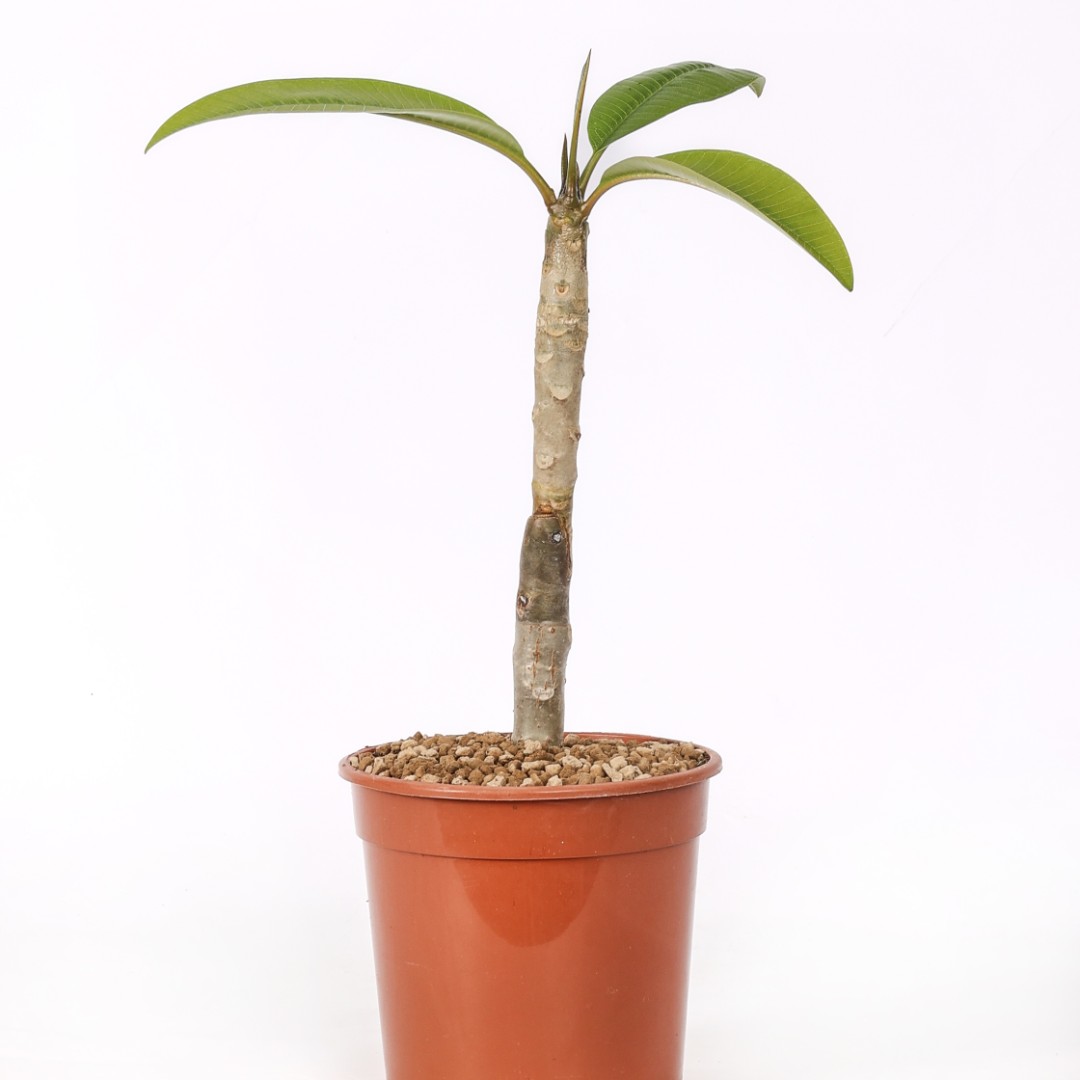Plumeria 'Kanjana Yellow' in  17 cm pot | CactusMania