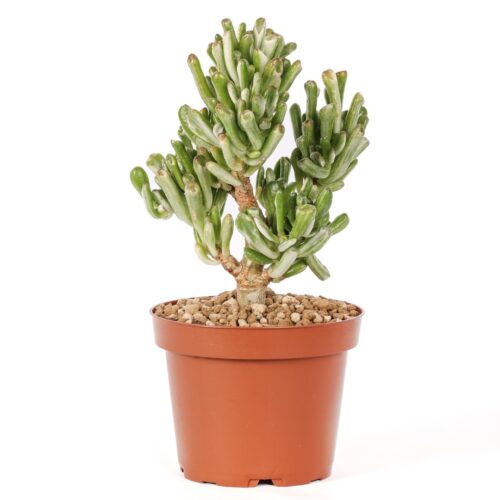 Crassula ovata hobbit variegata in  12 cm pot | CactusMania