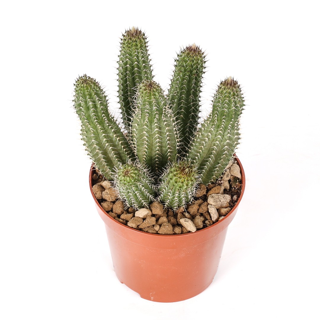 Tavaresia barklyi Ø 7,5 cm
