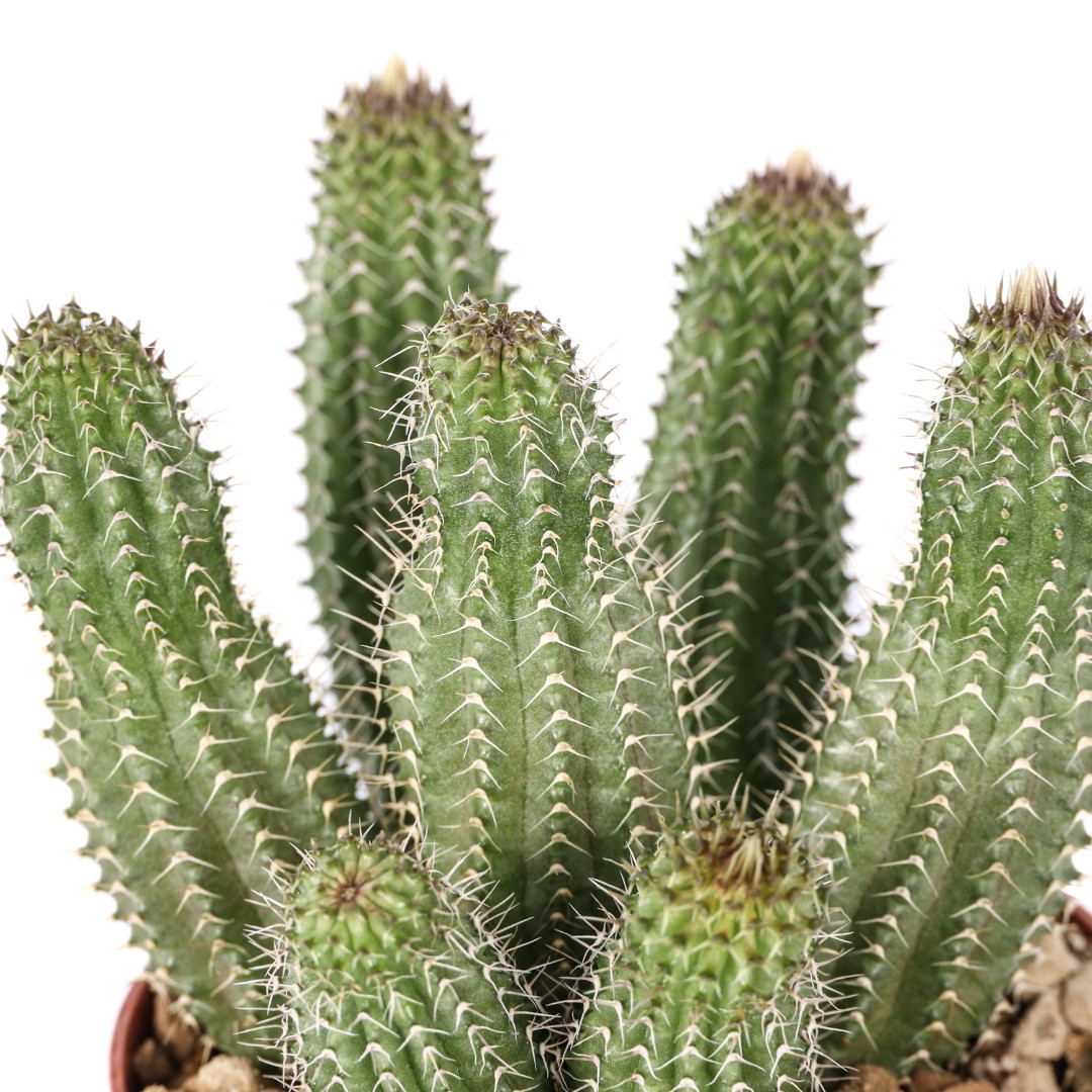 Tavaresia barklyi Ø 7,5 cm