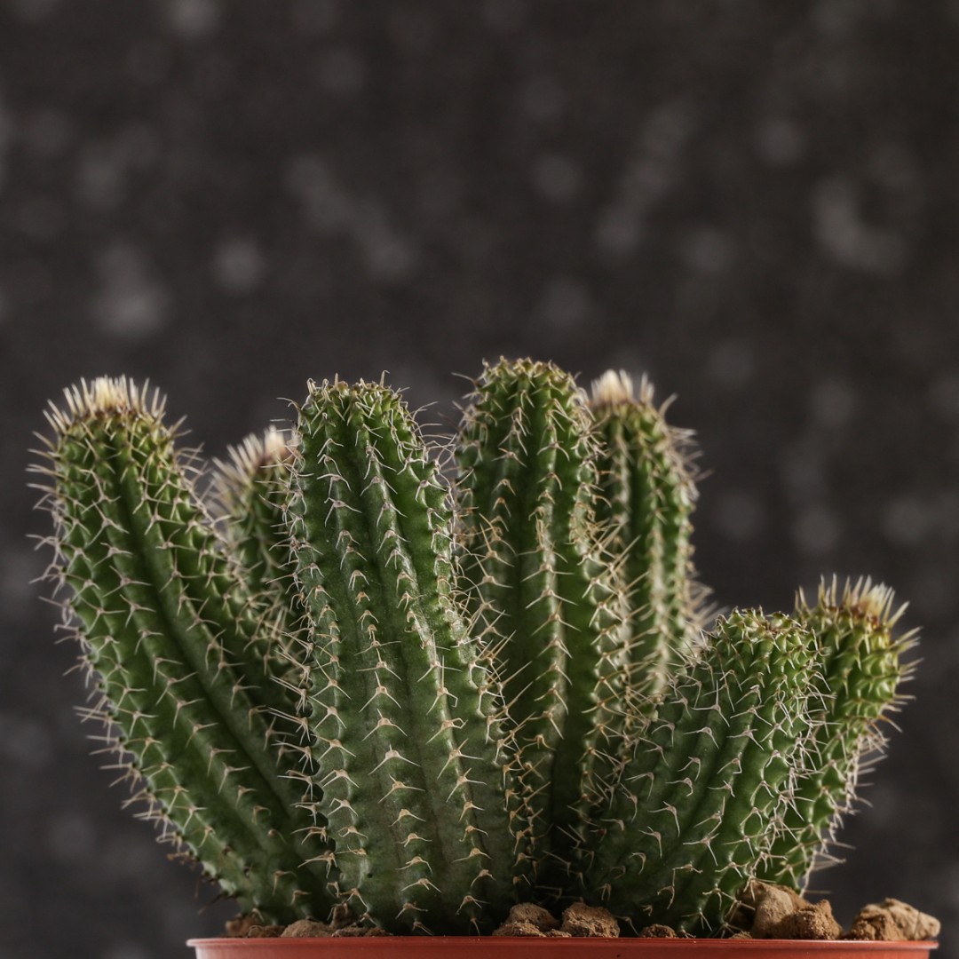 Tavaresia barklyi Ø 7,5 cm