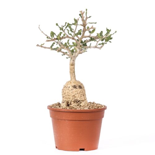 Fockea edulis Ø 16 cm