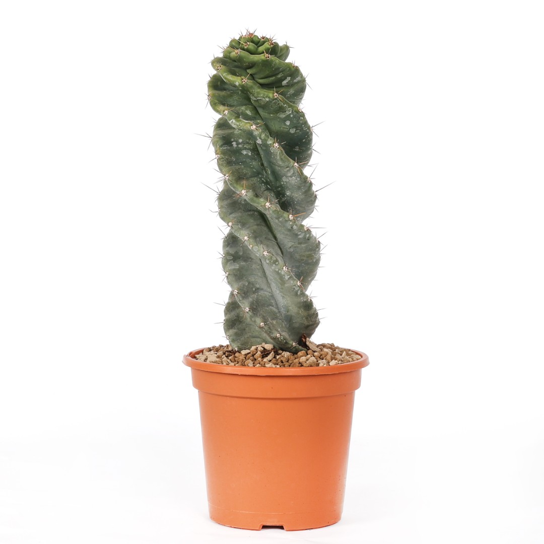 Cereus forbesii spiralis Ø 17 cm