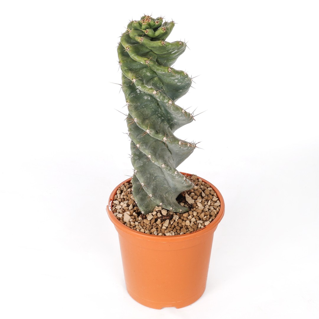 Cereus forbesii spiralis Ø 17 cm