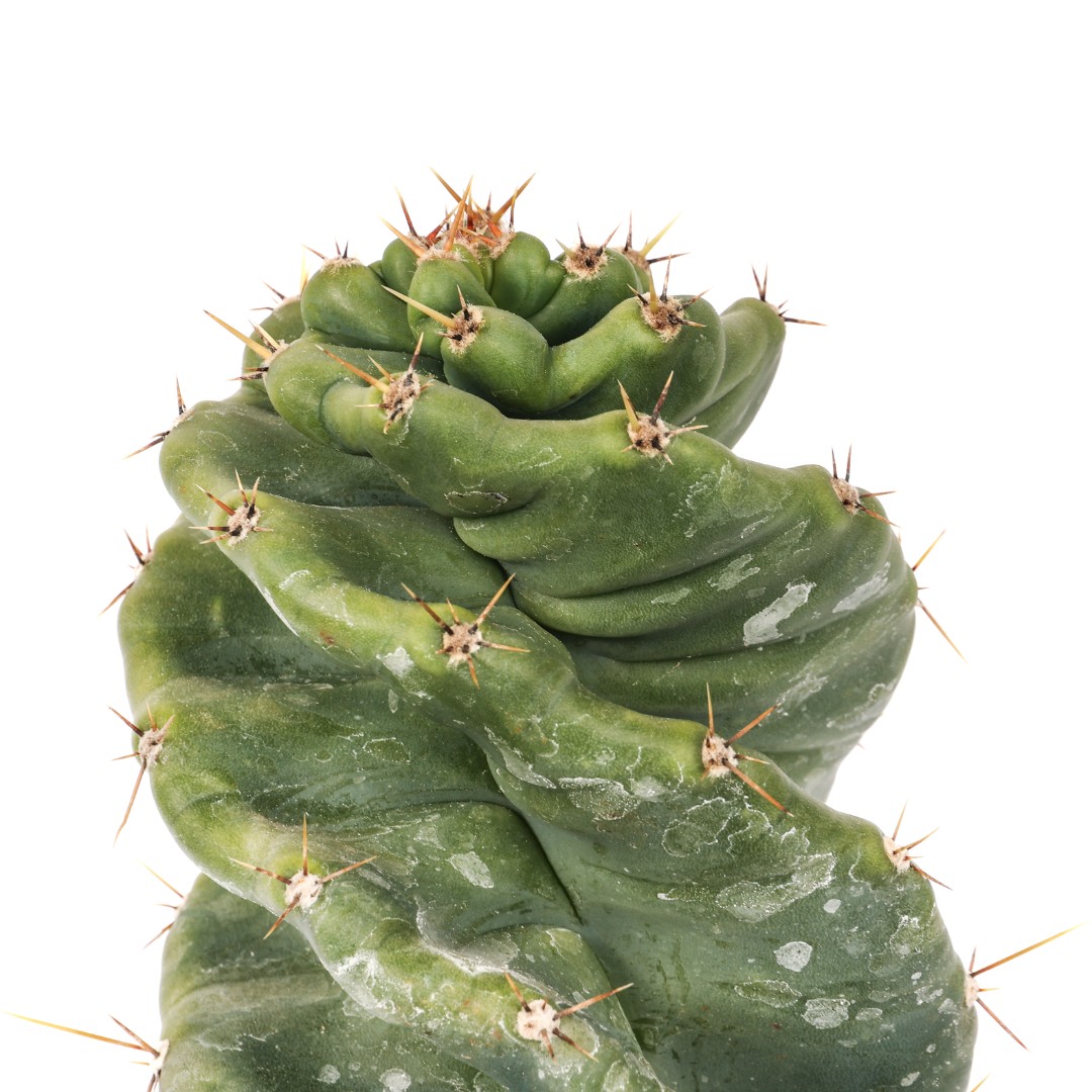 Cereus forbesii spiralis Ø 17 cm