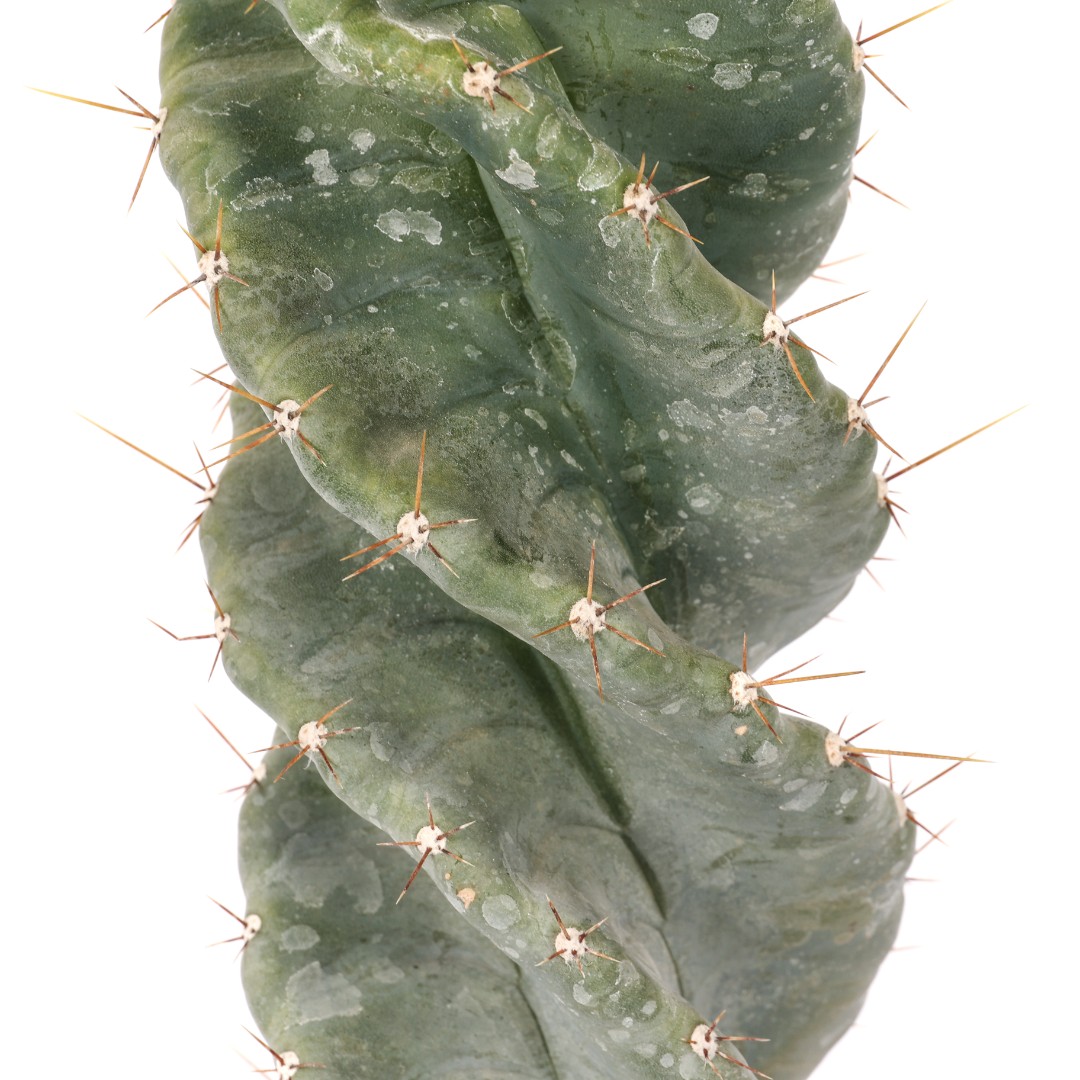 Cereus forbesii spiralis Ø 17 cm